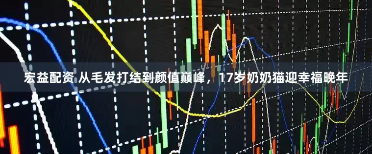 宏益配资 从毛发打结到颜值巅峰，17岁奶奶猫迎幸福晚年
